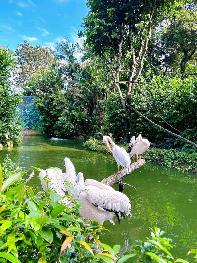 Outdoor Adventure at Singapore Zoo