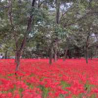 ✨まるで天国✨埼玉のユートピア、曼珠沙華の里、巾着田