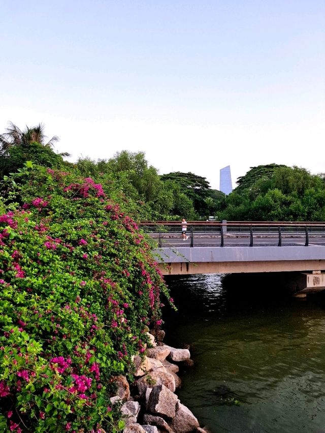 Sunrise at Shenzhen Bay Park