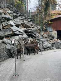 奧地利因斯布魯克動物園