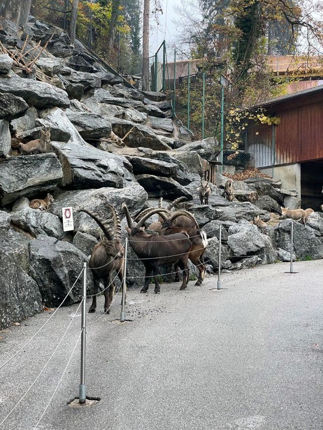 奧地利因斯布魯克動物園