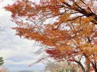 河口湖紅葉季