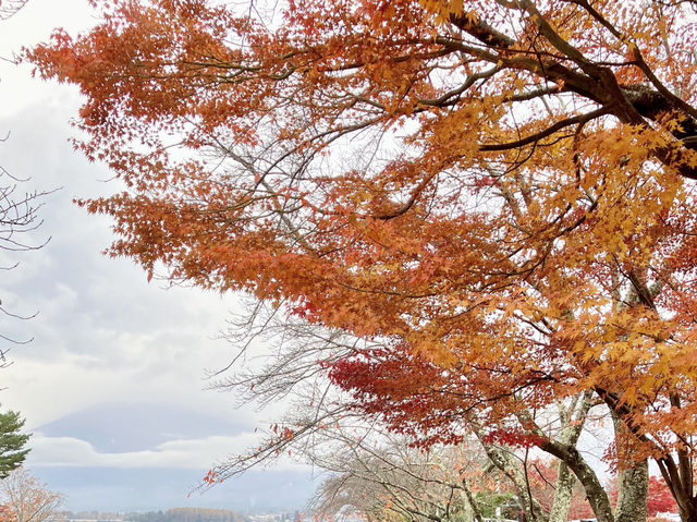 河口湖紅葉季