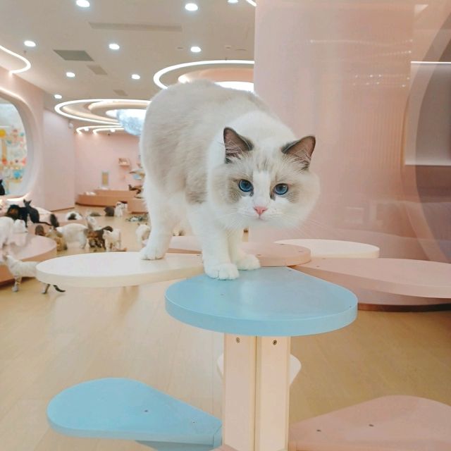 深圳灣超治癒貓Cafe😍