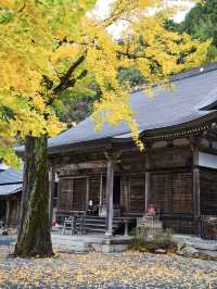 【ここ行って】本当は教えたくない🙅眺めもいい🤩山の上で見るイチョウ✨