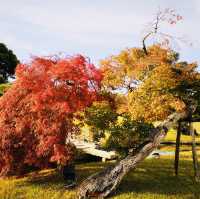 Autumn Magic: A Colorful Escape at Okayama Korakuen Garden!