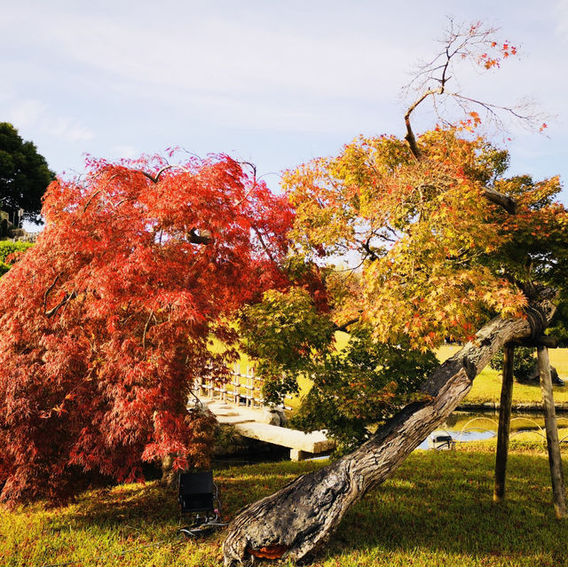 Autumn Magic: A Colorful Escape at Okayama Korakuen Garden!