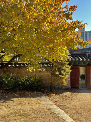 Ginkgo Tree Spots to See in Seoul 💛