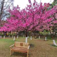 หนาวนี้ ปีใหม่นี้ ไปชมซากุระ ให้โลกเป็นสีชมพู