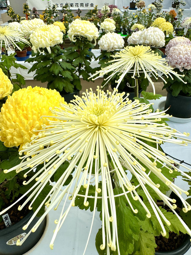 北海道　北海道観光　北広島市菊花展が素晴らしかった！