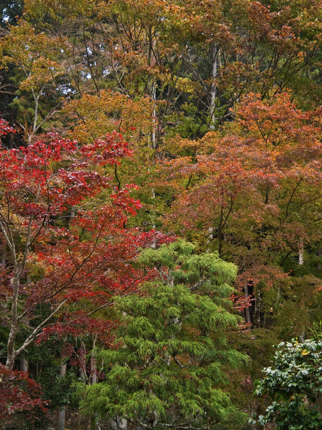 【ここ行って】本当は教えたくない🙅様々な顔が見える紅葉寺院✨※見どころ付き