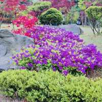 Romance & Scenic Charm: My Magical Day at Nami Island!