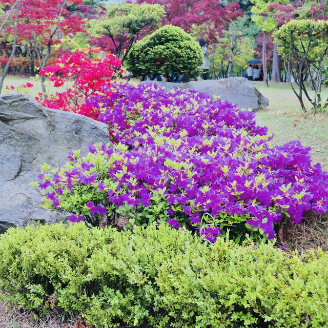 Romance & Scenic Charm: My Magical Day at Nami Island!
