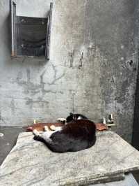 หมู่บ้านแมวที่ไต้หวัน Houtong Cat Village