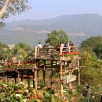 อัพเดท สวนดอกไม้เมืองหนาว ดอยตุง เชียงราย