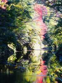 【千葉×紅葉🍁】水面に映し出される紅葉と湾曲した赤い橋