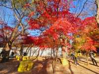 The peak autumn foliage at Changgyeonggung is awesome