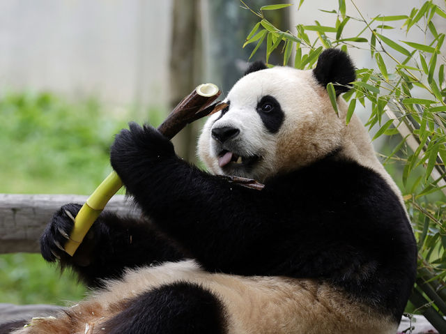 探訪首爾明星級熊貓🐼 🐼✨