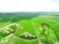 【埼玉県】ギネス認定！世界最大の行田・田んぼアート