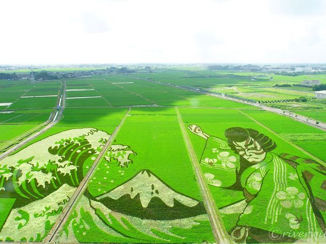 【埼玉県】ギネス認定！世界最大の行田・田んぼアート