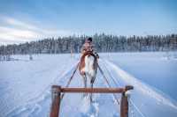 芬蘭拉普蘭的暖心體驗：Inari Reindeer Farm