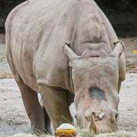 Singapore Zoo and River Wonders - Perfect plan for weekend Getaways
