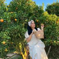 วิวดี ผลไม้หวาน ถ่ายรูปฟิน ที่จินจู 🍊🍊🍊