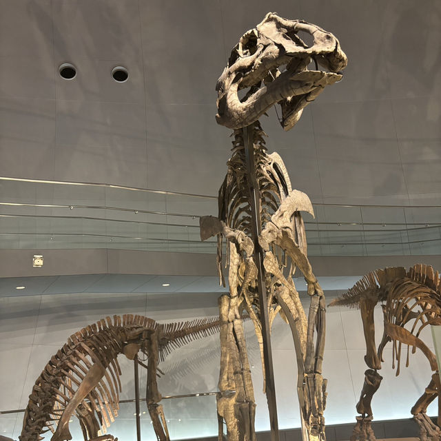 【福井旅行】恐竜博物館🦕