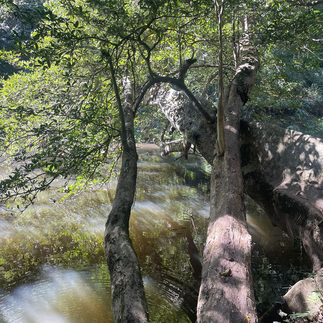 Khao Yai national park