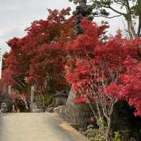 如意輪寺(青蛙寺)比太宰府更值得去的景點