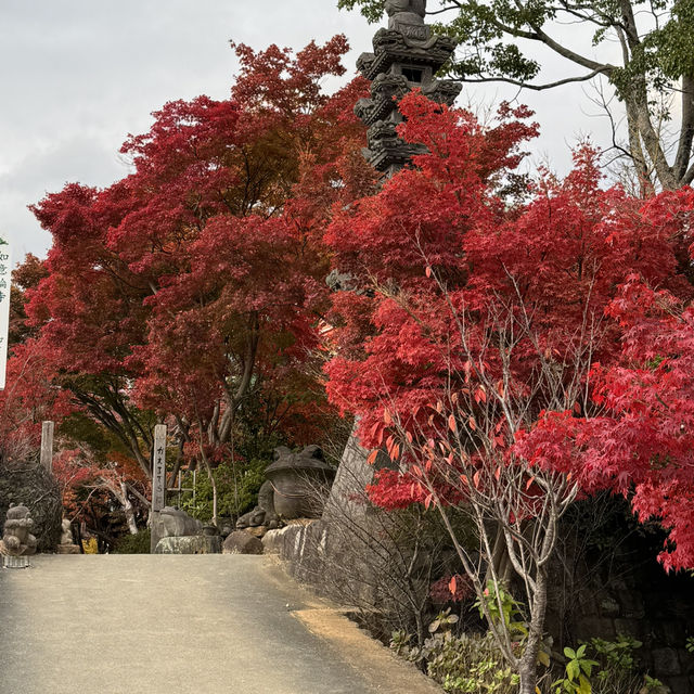 如意輪寺(青蛙寺)比太宰府更值得去的景點