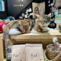 cats 