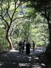 Step Into Serenity: The Enchanting Arashiyama Bamboo Forest