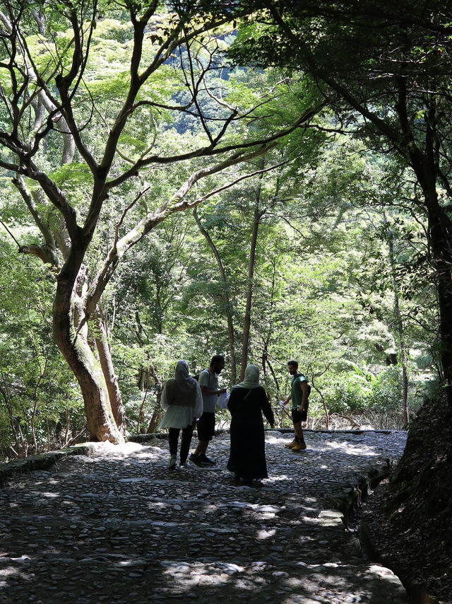 Step Into Serenity: The Enchanting Arashiyama Bamboo Forest