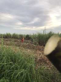 Sugarcane