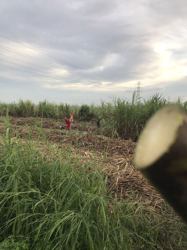 Sugarcane