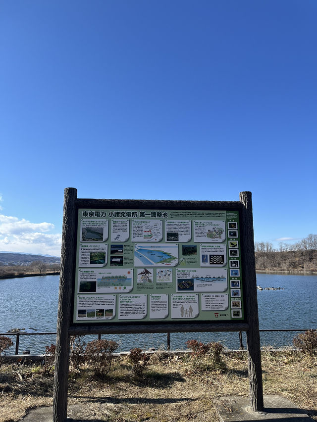 【佐久市🇯🇵】貯水池に集まる鳥が見える公園🕊️