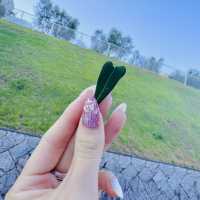 【小豆島】幸せのオリーブの葉をみつける🫒