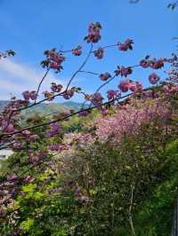 【美しく咲き誇る700本の八重桜】