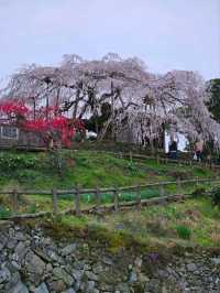 『樹齢350年の桜』
