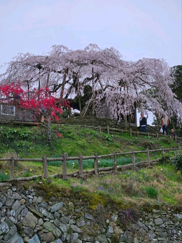 『樹齢350年の桜』