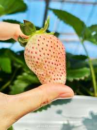 富士山が見える場所にあるいちご狩り🍓【神奈川】
