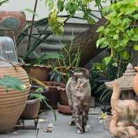 ร้าน บ้านเปี่ยมสุข เชียงใหม่ 