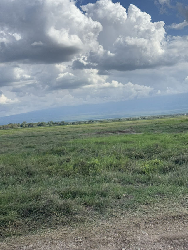 Animals in Amboseli National Park 🇰🇪