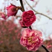 梅の花はこれからが本番🌸