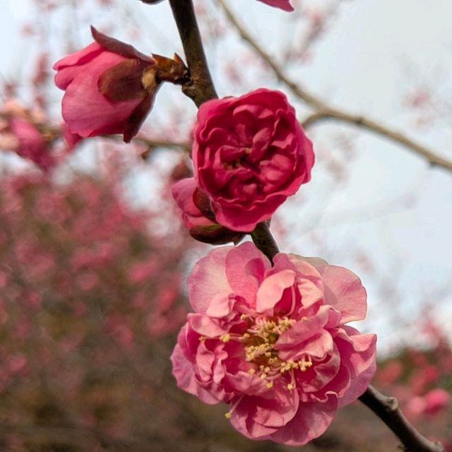 梅の花はこれからが本番🌸