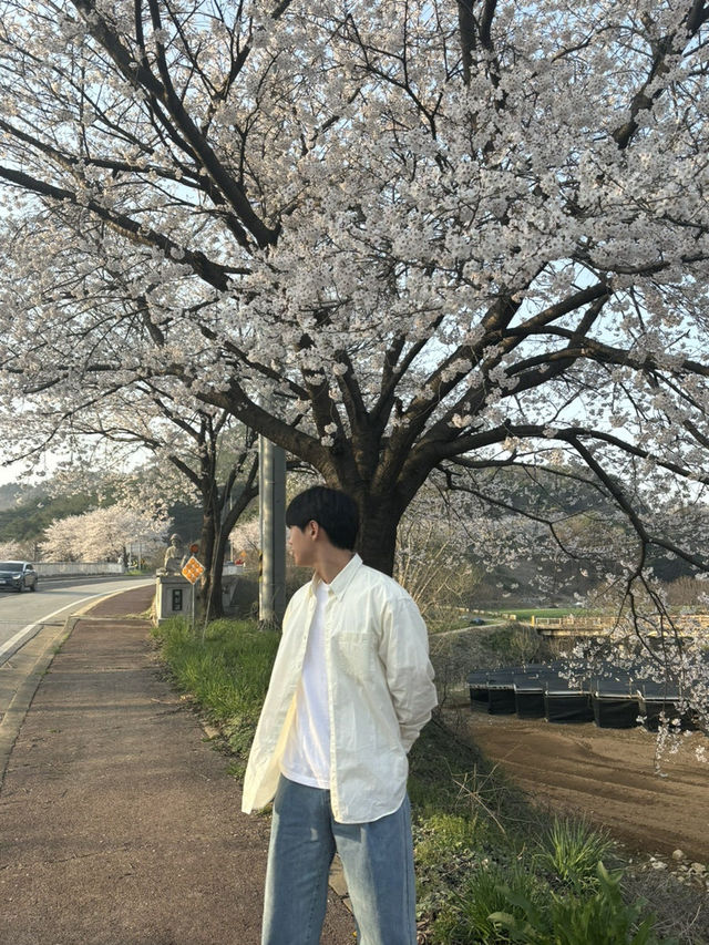 청양 벚꽃