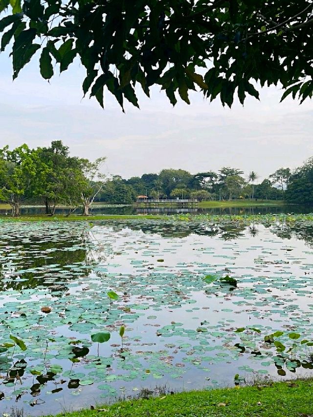 HIDDEN GEM IN CYBERJAYA.