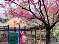 櫻花季限定，台北螢橋公園的親子遊樂時光