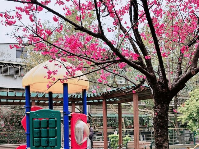櫻花季限定，台北螢橋公園的親子遊樂時光